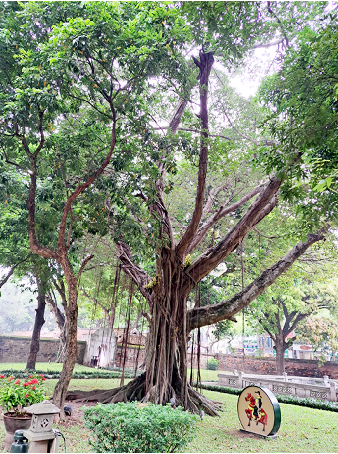 হ্যানয়ের বিখ্যাত শিক্ষা মন্দিরের ভিতরে।